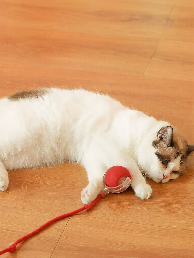 Squeaky plush dog chew toy
